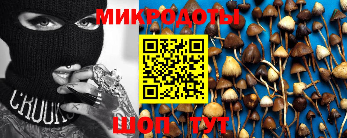 Псилоцибиновые грибы Psilocybine cubensis Воркута